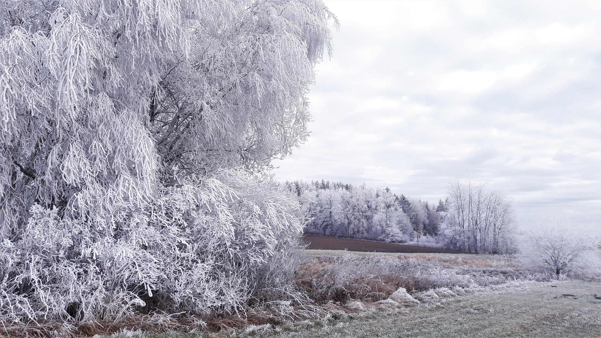 20201127  Vor lauter  Reif schier geblendet