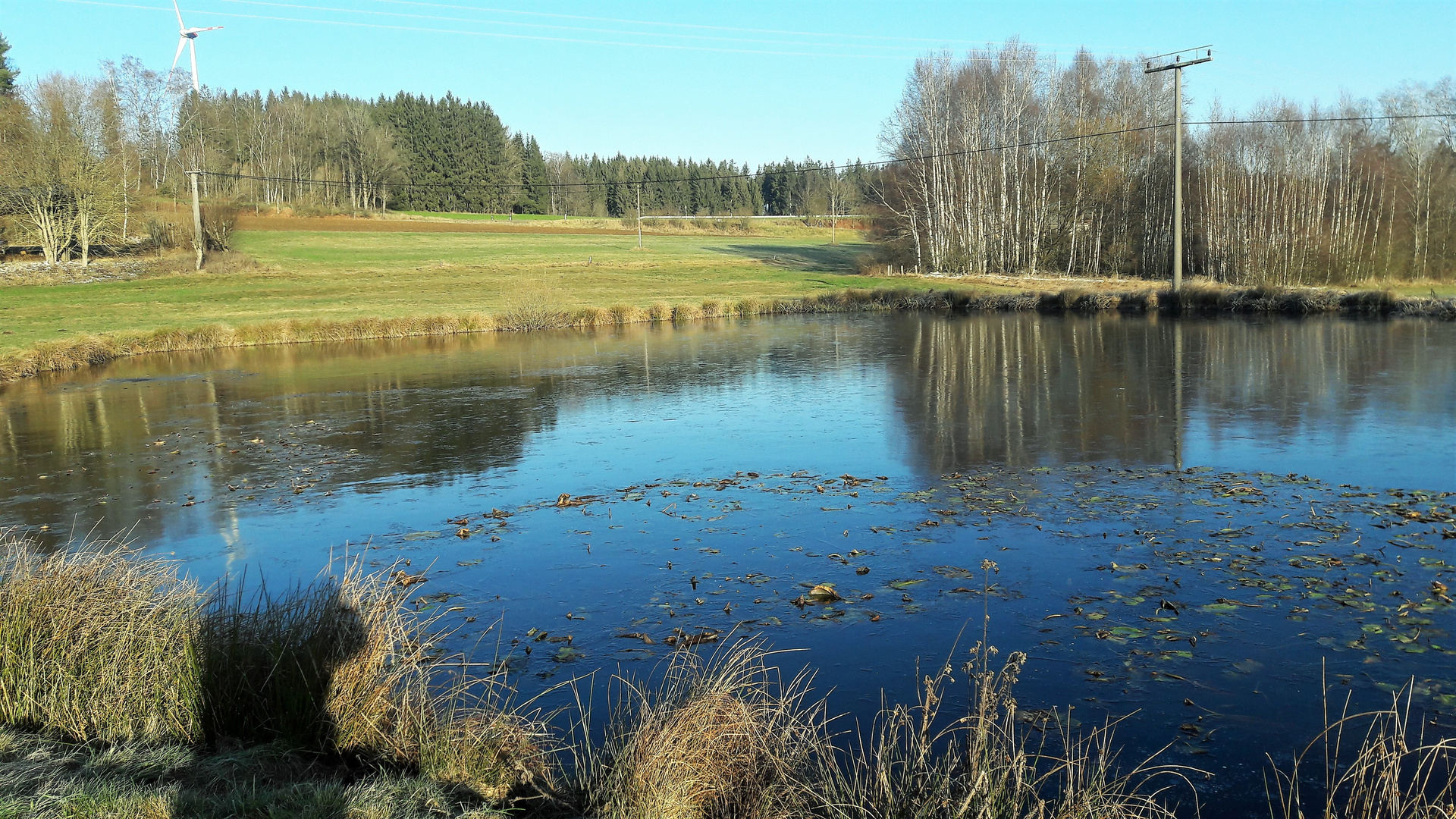 20201130  Dienstag ist Spiegeltag : Spiegelei(s) auf dem Seerosenteich