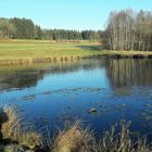 20201130  Dienstag ist Spiegeltag : Spiegelei(s) auf dem Seerosenteich