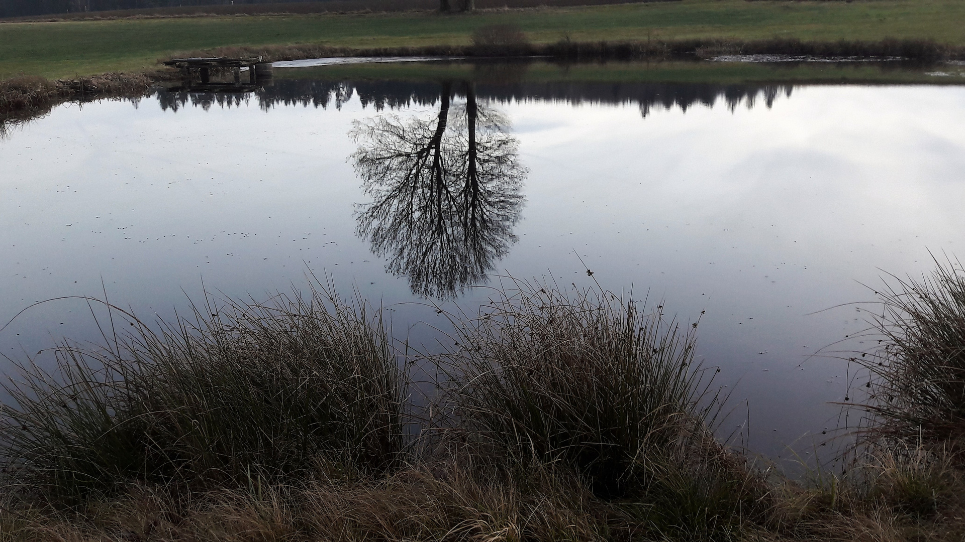 20201214 Spiegeltag: Seerosenteich 14. Dezember  2020