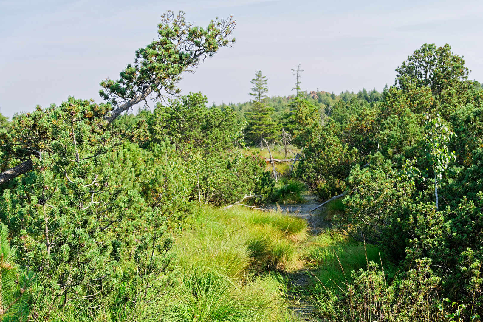 2020_Erzgebirge-Georgenfelder Hochmoor