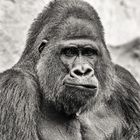 2020_Gorilla_I