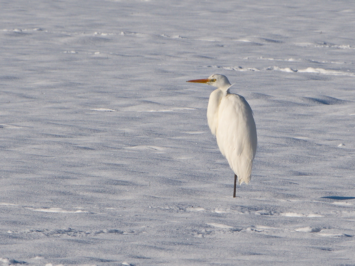 2021-01-11 Silberreiher im Schnee