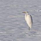 2021-01-11 Silberreiher im Schnee