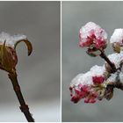 2021-02-08-Eisige  Blüten