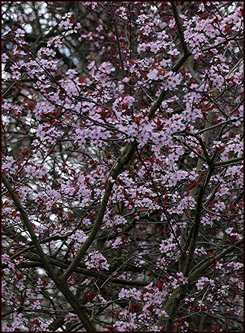 2021-03-15 LES PRUNUS DE TURENNE (1)