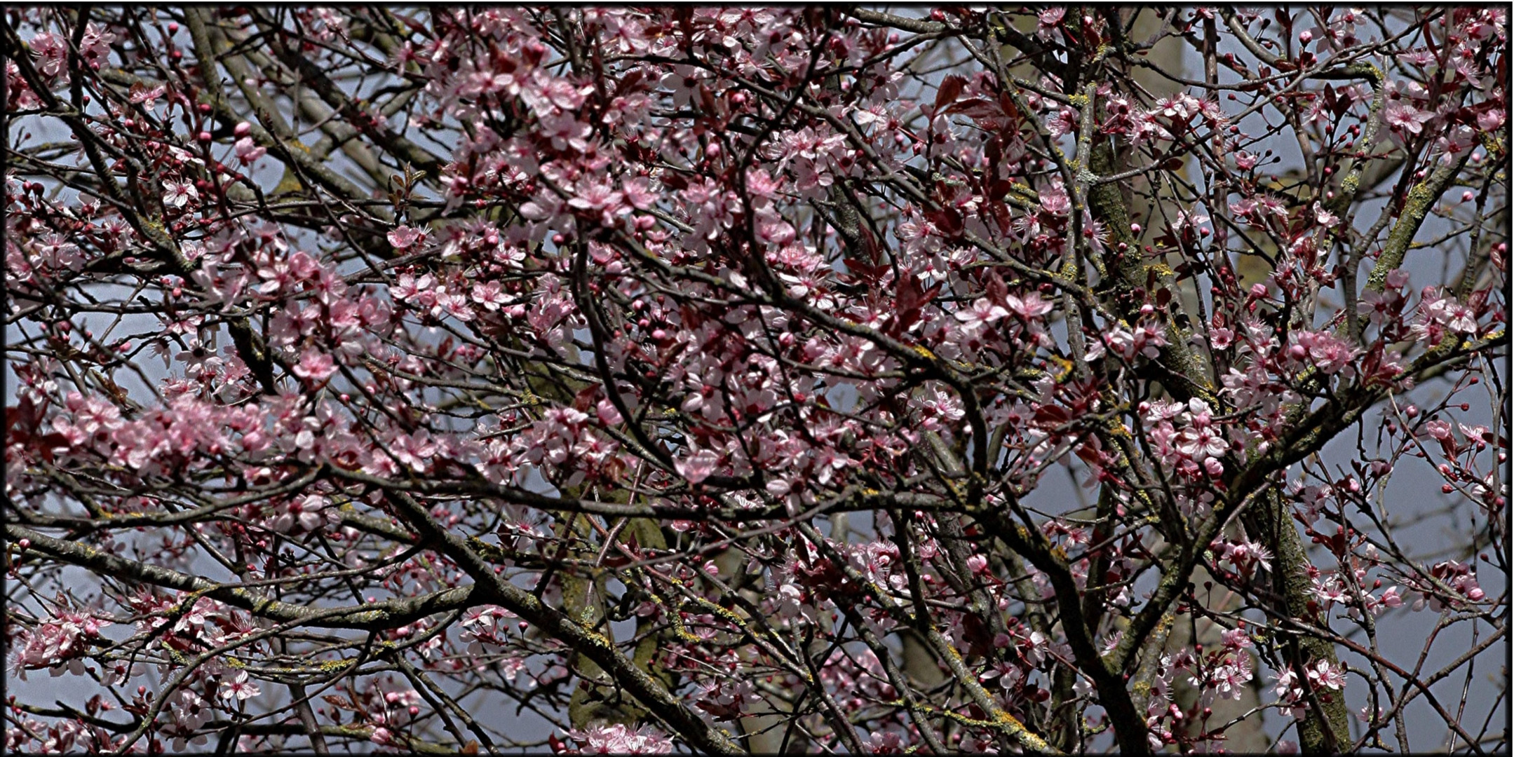 2021-03-15 LES PRUNUS DE TURENNE (3)