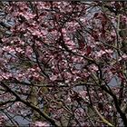 2021-03-15 LES PRUNUS DE TURENNE (3)