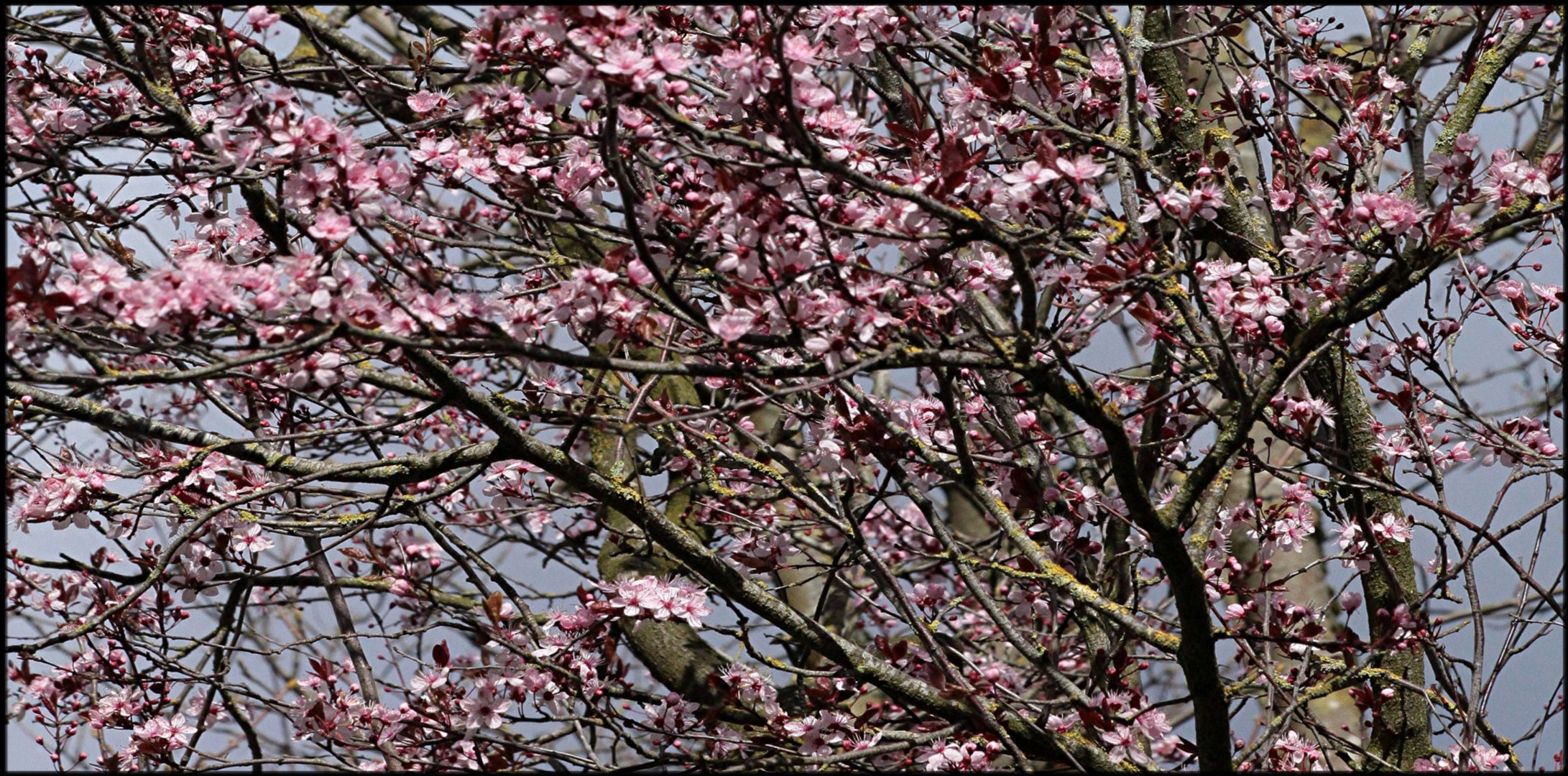 2021-03-15 LES PRUNUS DE TURENNE (4)