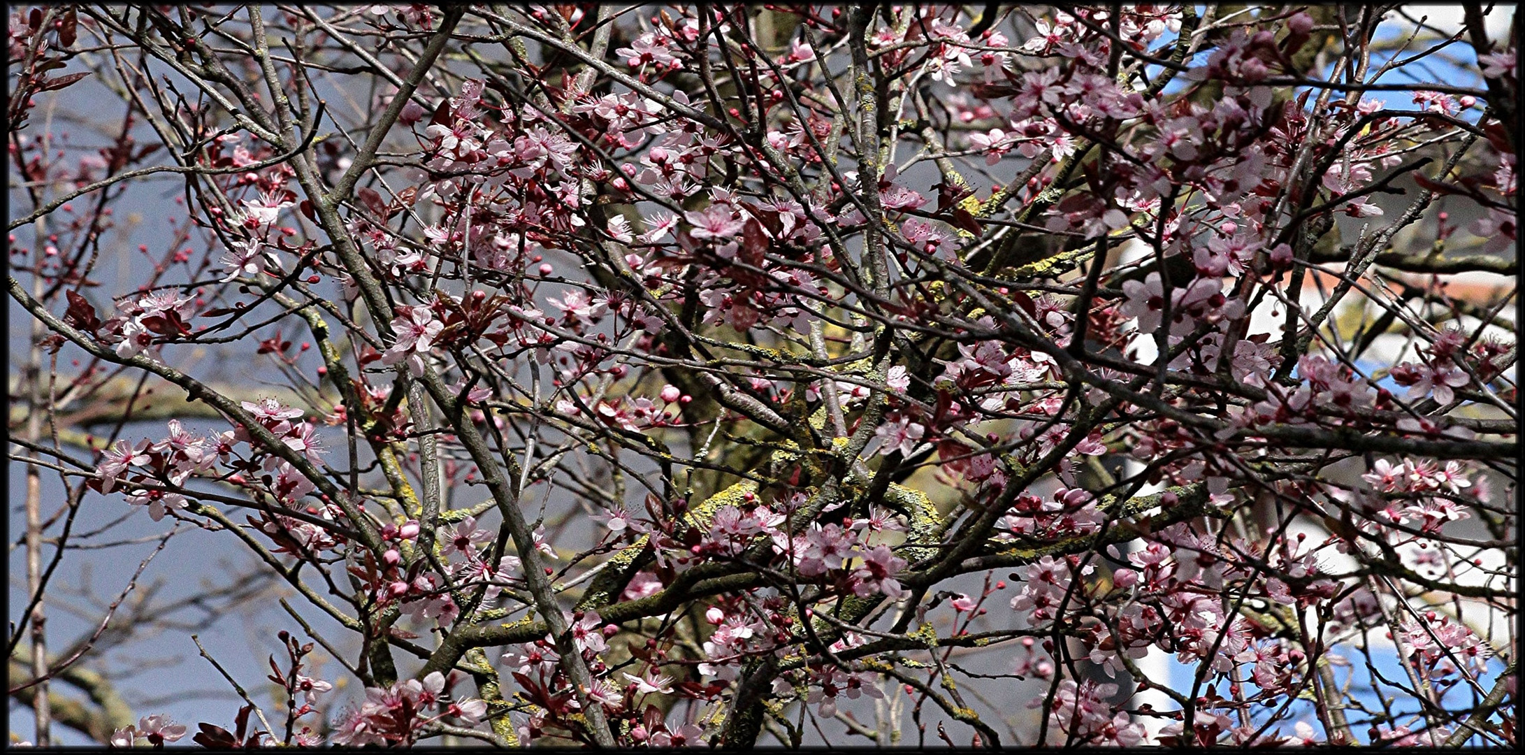 2021-03-15 LES PRUNUS DE TURENNE (5)