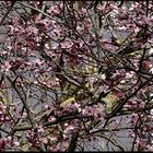 2021-03-15 LES PRUNUS DE TURENNE (5)