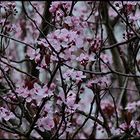 2021-03-15 LES PRUNUS DE TURENNE (7)