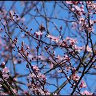 2021-03-15LES PRUNUS DE TURENNE (6)