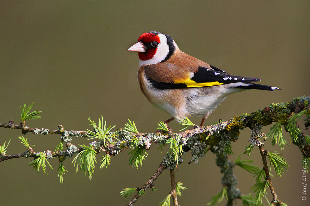 2021-04-14-9999_22 Stieglitz (Carduelis carduelis) Copyright Josef Limberger Bubenberg Steegen OÖ. 