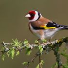 2021-04-14-9999_22 Stieglitz (Carduelis carduelis) Copyright Josef Limberger Bubenberg Steegen OÖ. 