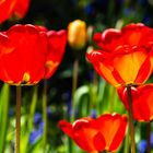 2021-04-26_Garten_Blumen_DSC_6144_300dpi_100p