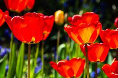 2021-04-26_Garten_Blumen_DSC_6144_300dpi_100p