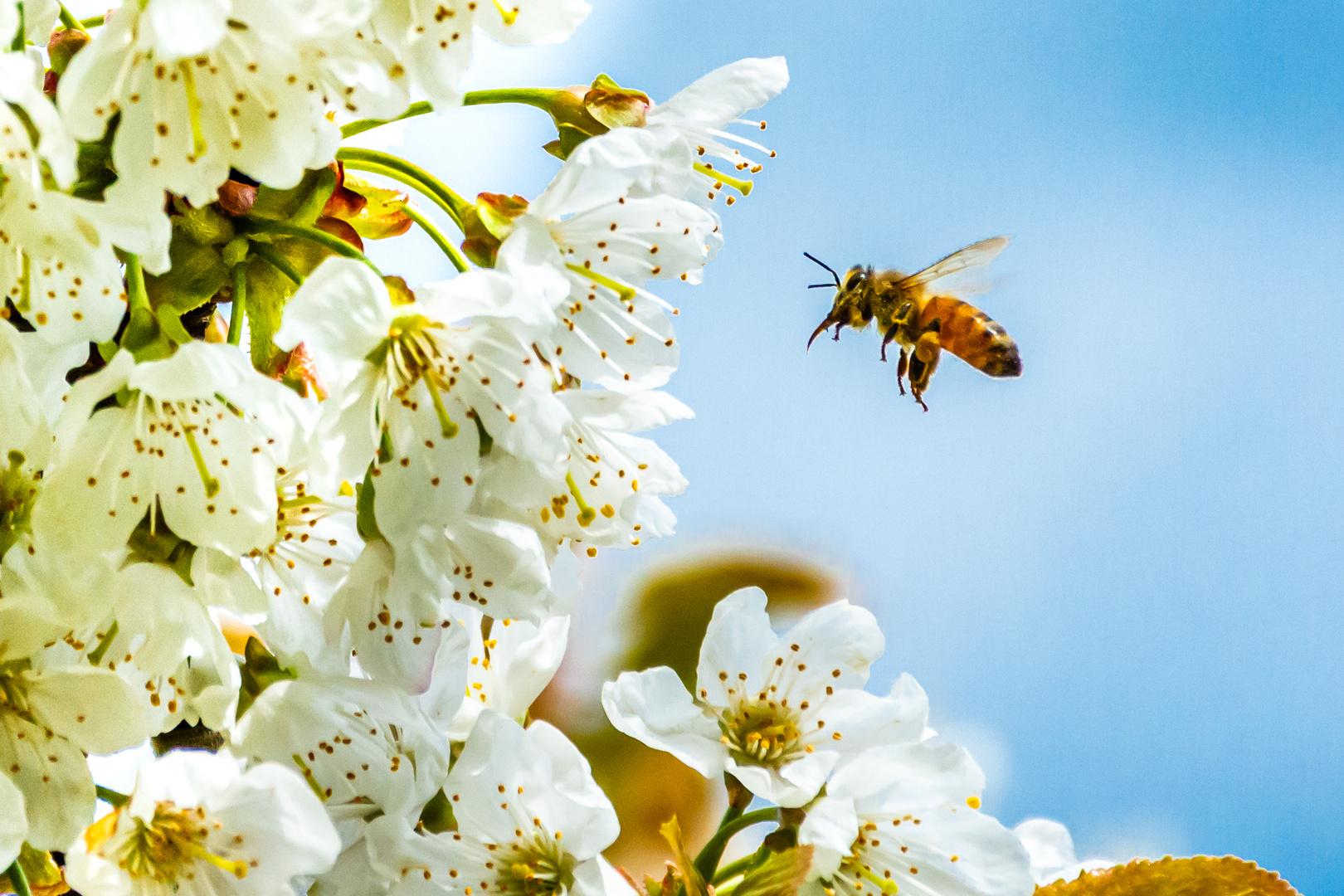 2021-05-08_Witzenhausen_Kirschblüte_DSC_6190_300dpi_100p-3