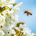 2021-05-08_Witzenhausen_Kirschblüte_DSC_6190_300dpi_100p-3