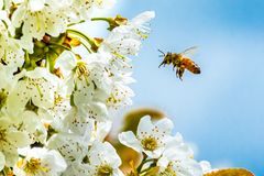 2021-05-08_Witzenhausen_Kirschblüte_DSC_6190_300dpi_100p-3