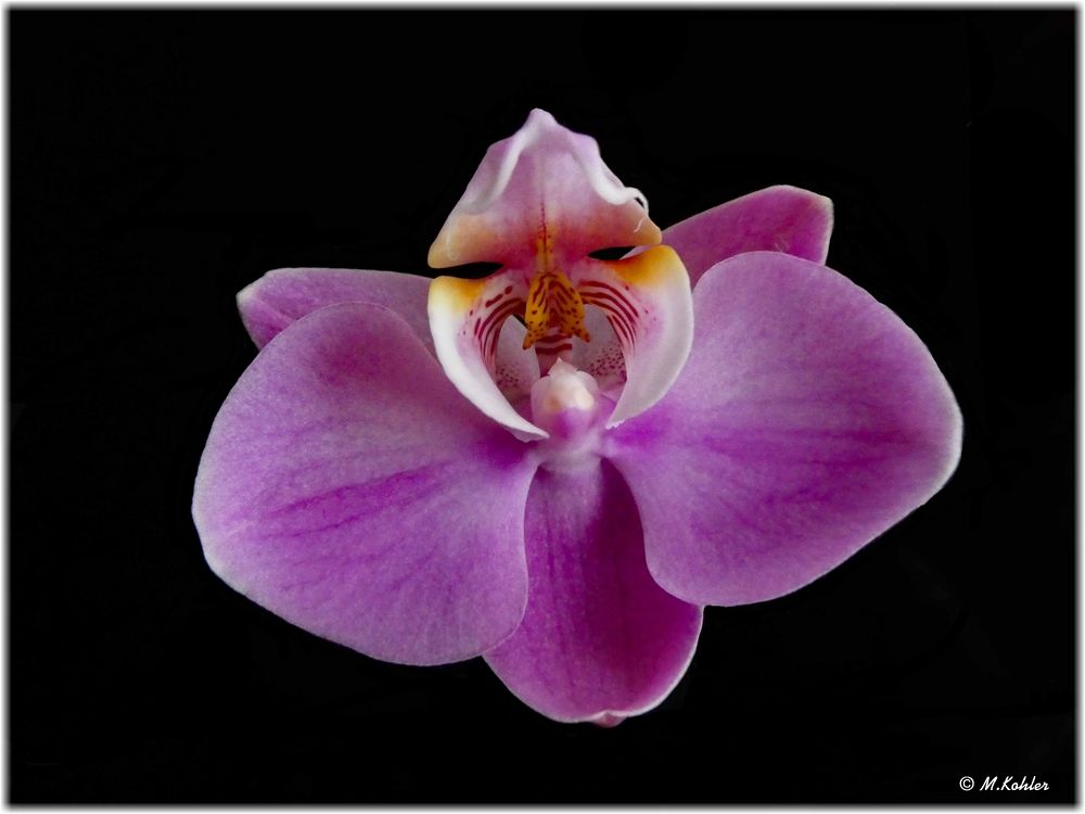 2021-05-13-Orchideenblüte