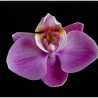 2021-05-13-Orchideenblüte