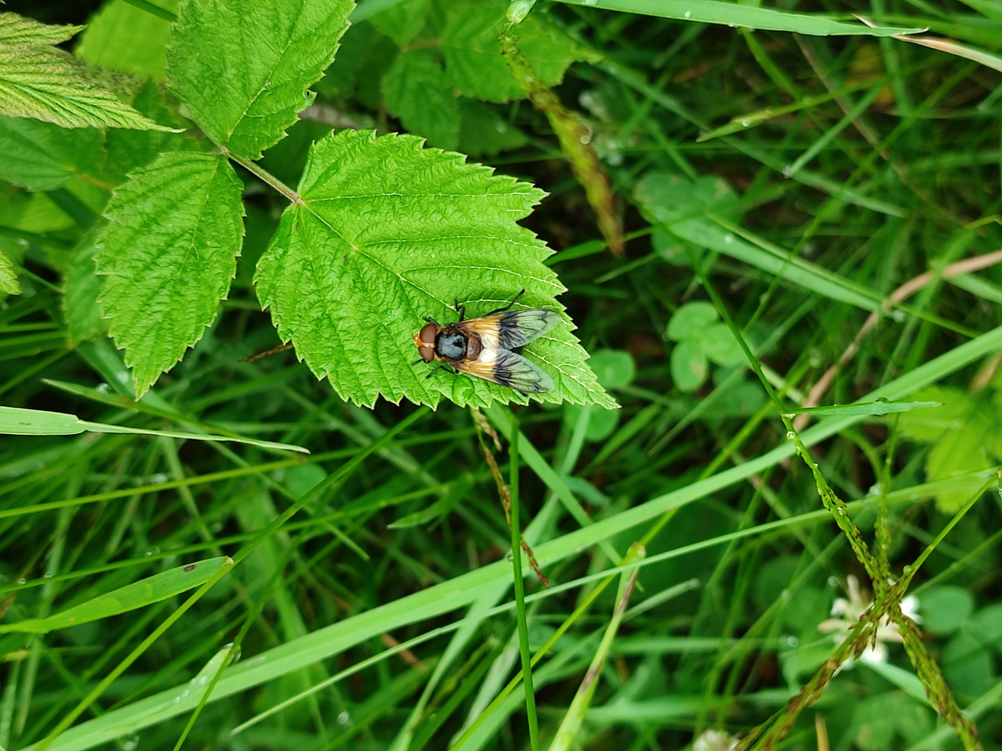 2021 06 Gemeine Waldschwebfliege