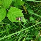 2021 06 Gemeine Waldschwebfliege