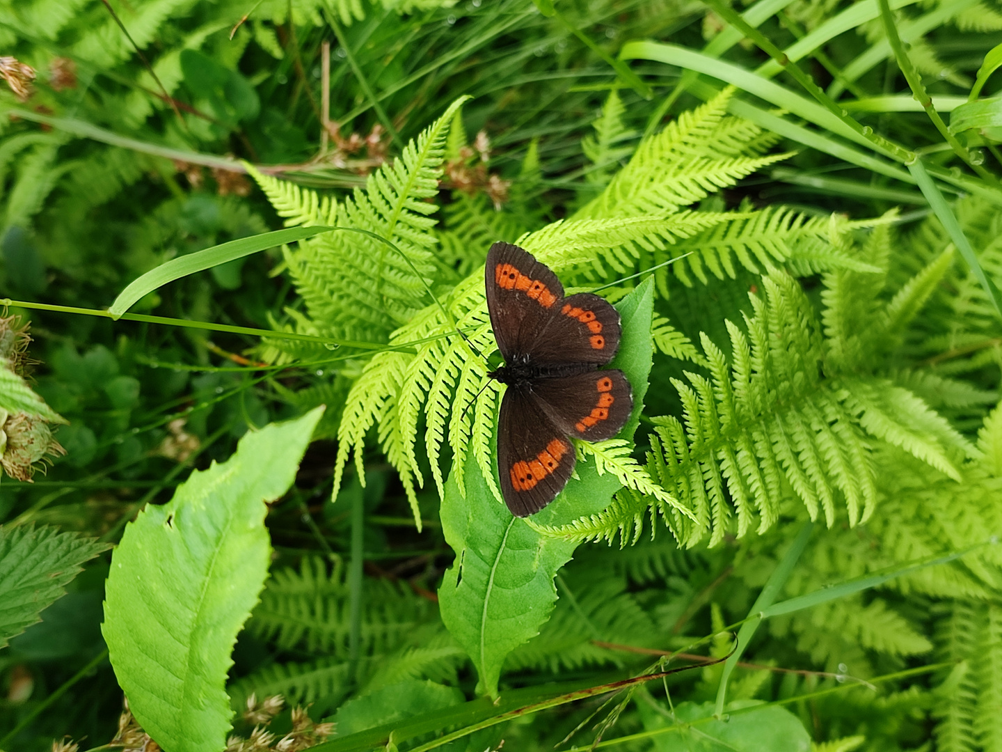 2021 06 Weißbindiger Bergwald-Mohrenfalter