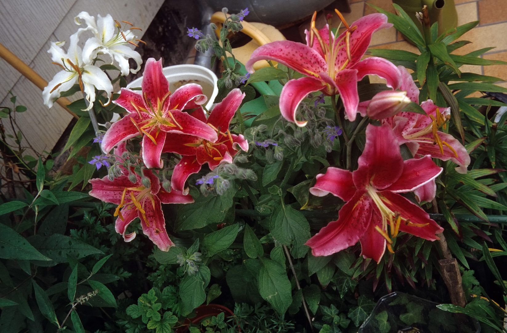 2021-08-14-Lilien