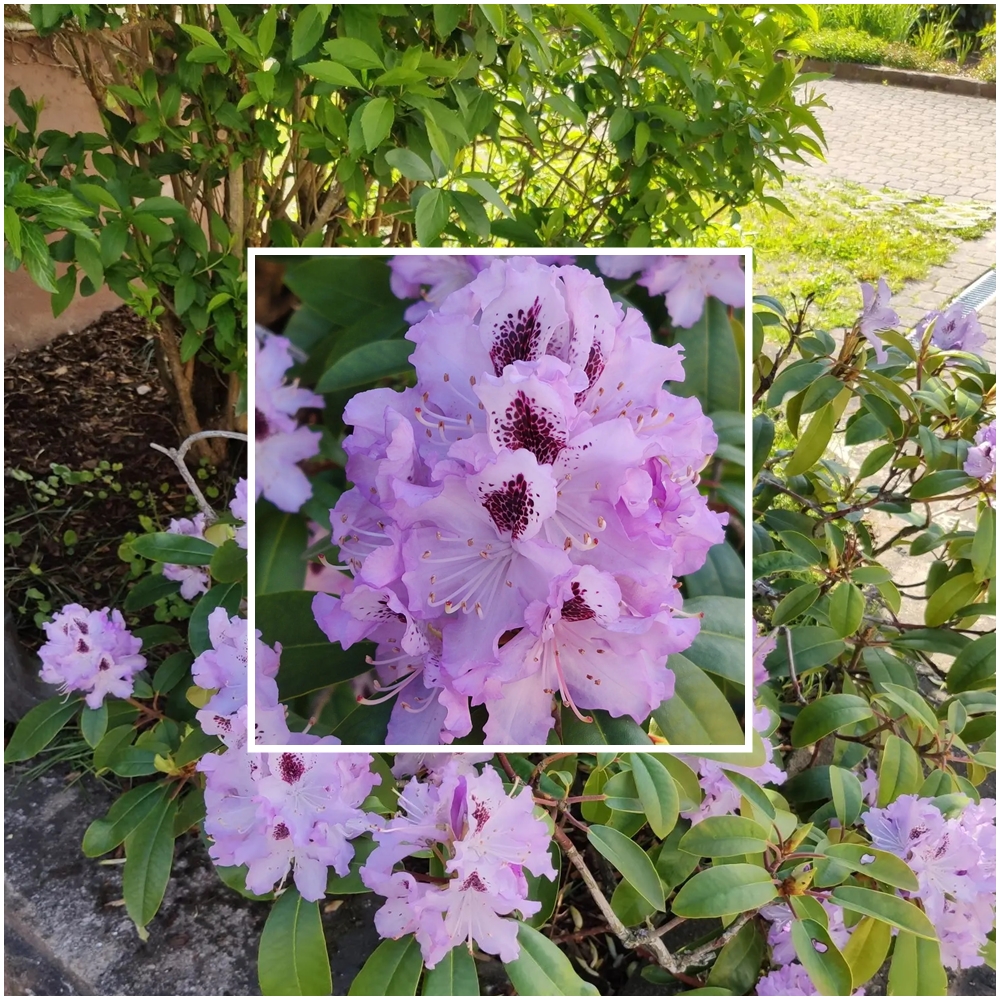 2021-09-05-Rhododendron