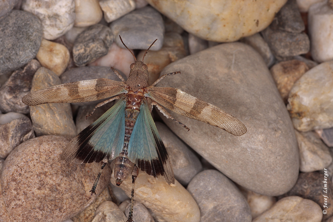 2021-09-07 Blauflügelige Ödlandschrecke (Oedipoda caerulescens) Copyright Josef Limberger  