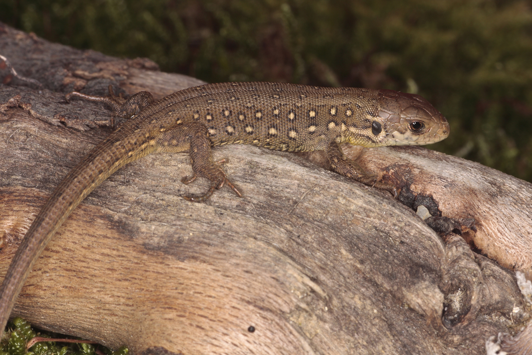 2021-09-19 Zauneidechse (Lacerta agilis)  Copyright Josef Limberger   