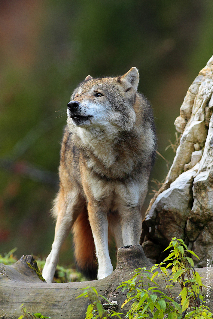 2021-11-03-9999_206 Heulender Wolf (Canis lupus) Copyright Josef Limberger  