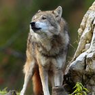 2021-11-03-9999_206 Heulender Wolf (Canis lupus) Copyright Josef Limberger  