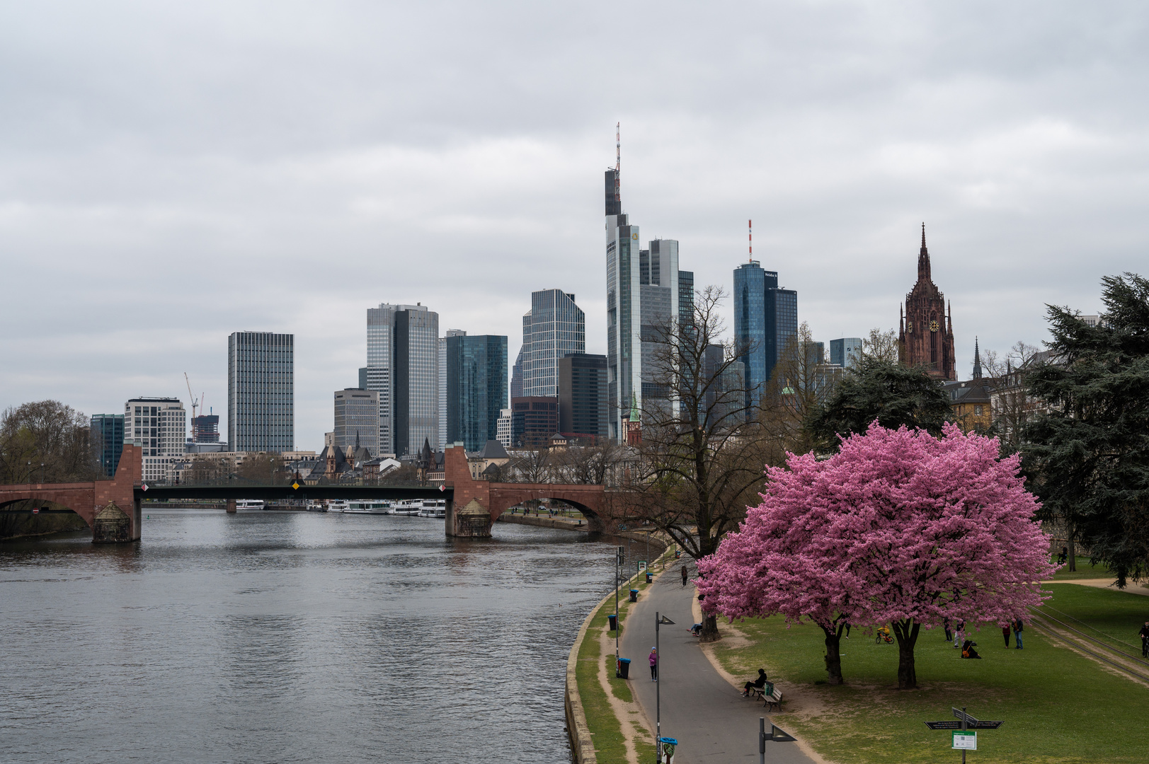 2021 - Blühende Bäume vor der Skyline in Frankfurt