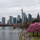 2021 - Blühende Bäume vor der Skyline in Frankfurt