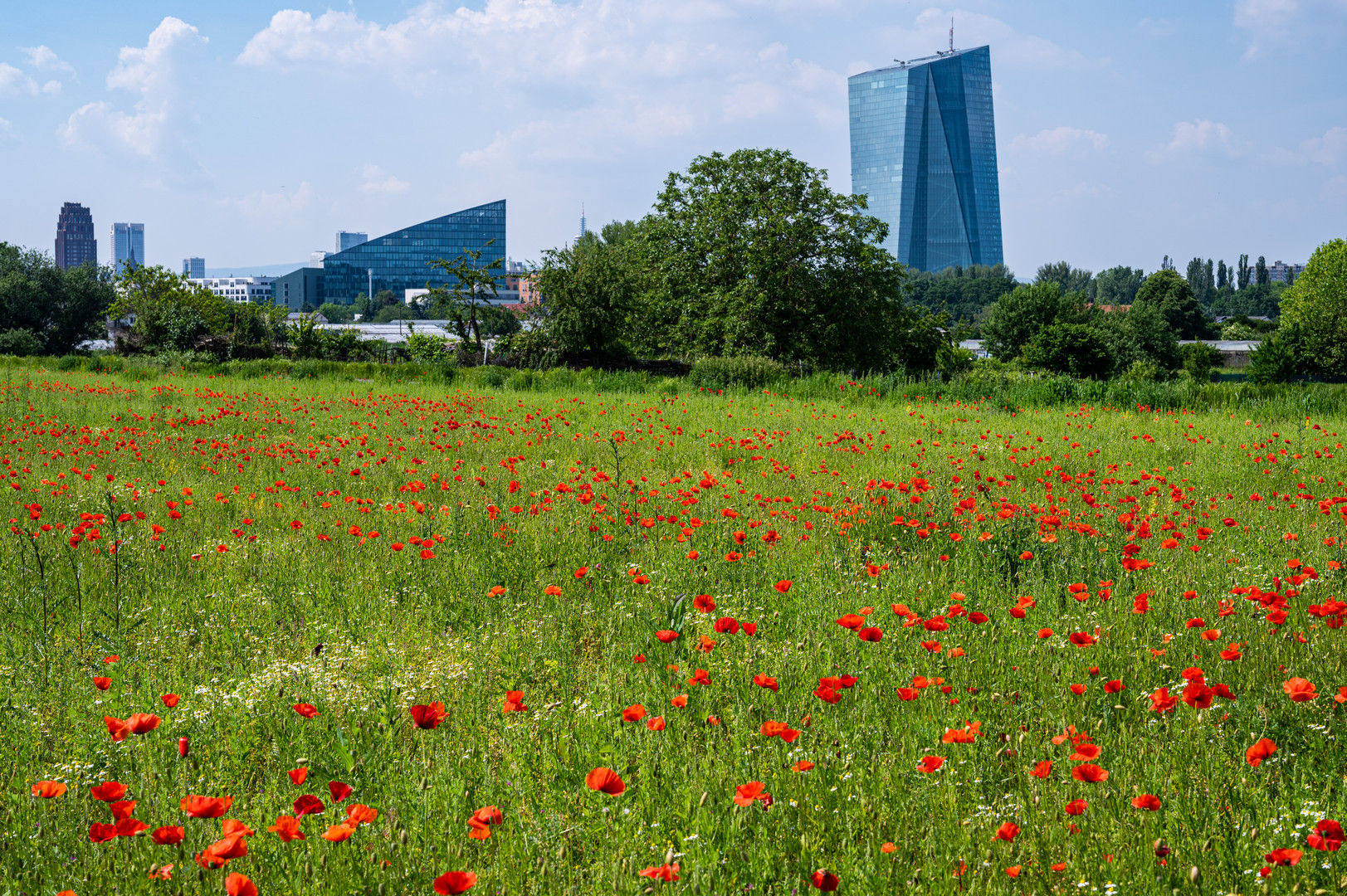 2021 EZB hinterm Mohn