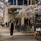 2021 Frühling in Coronazeiten in Frankfurt