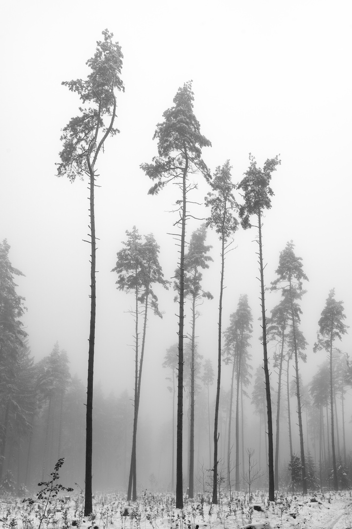 2021 - nach dem Schnee kam der Nebel 1