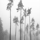 2021 - nach dem Schnee kam der Nebel 1