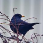 20210101 Amsel 1