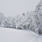 20210108(Waldweg Schelborn in der Eifel)