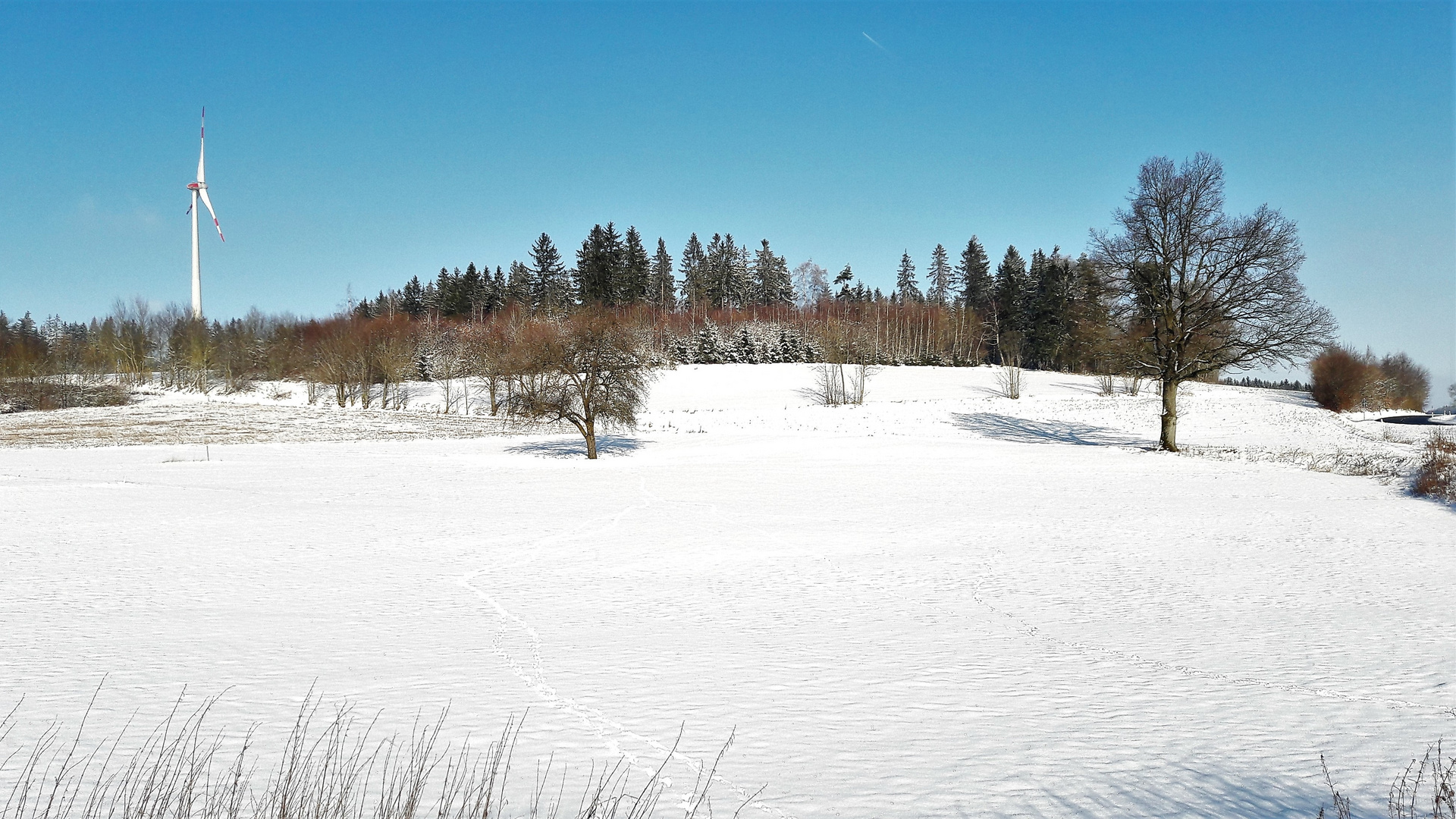 20210110 Blick zum Apfelbaum zur Ökoausgleichsfläche vor dem Waldrand 