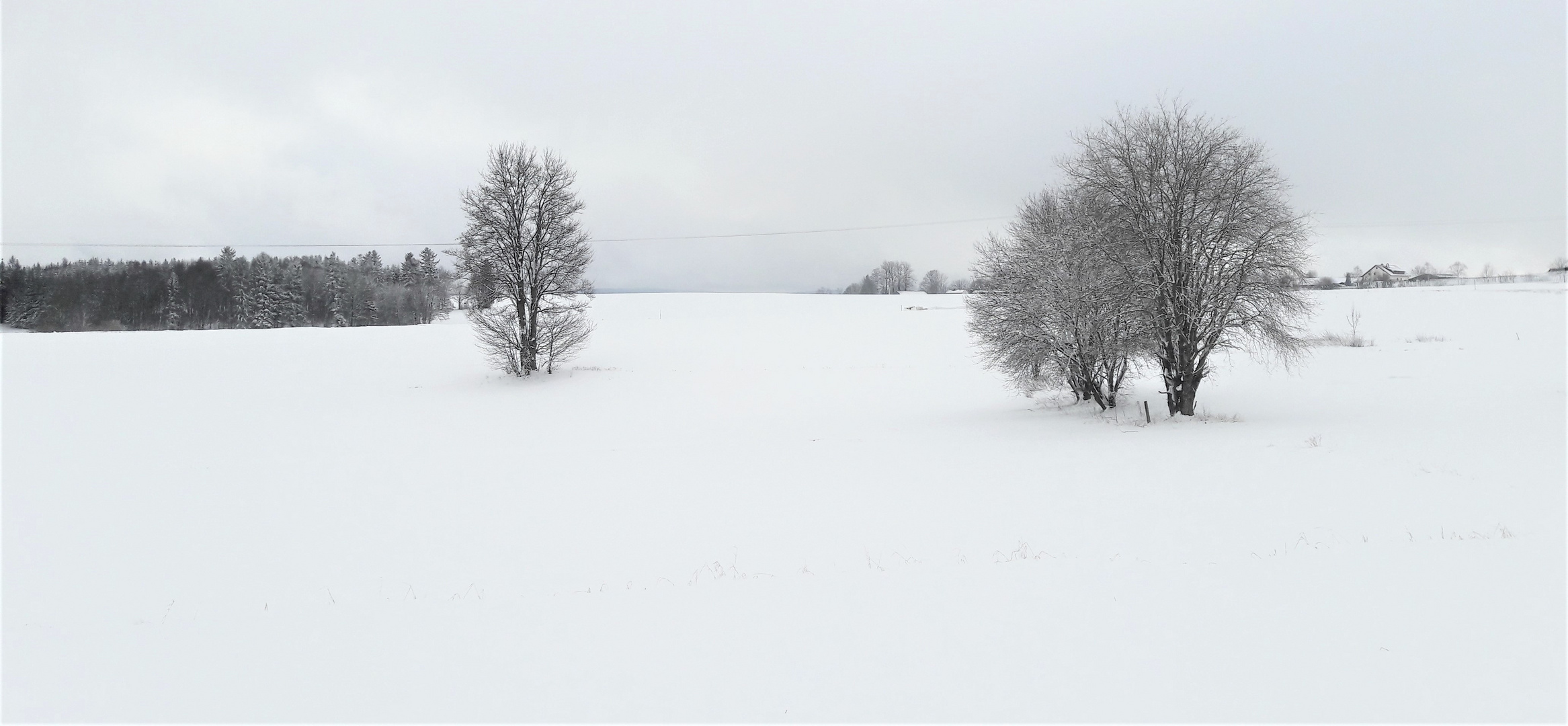 20210123 Tief im Schnee steckende Bäume