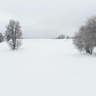 20210123 Tief im Schnee steckende Bäume