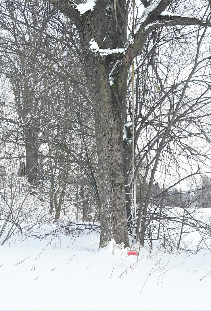 20210125 Baumschaukel im Schneesturm