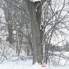 20210125 Baumschaukel im Schneesturm