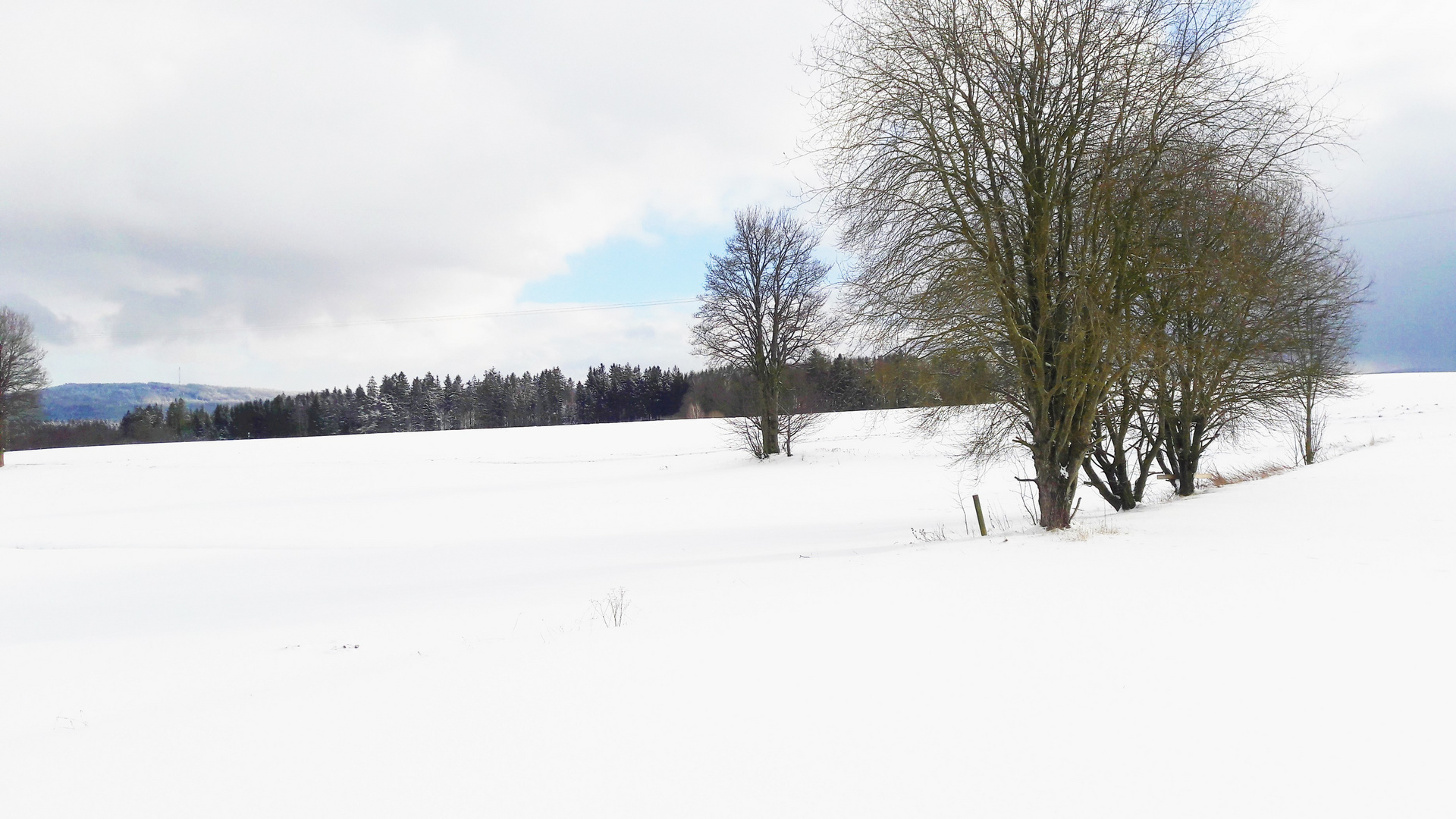 20210211 Bäume und Wälder im Griff von Väterchen Frost