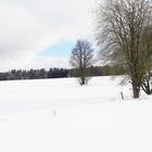 20210211 Bäume und Wälder im Griff von Väterchen Frost